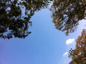 IMG_0545